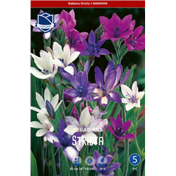 Бабиана Стрикта