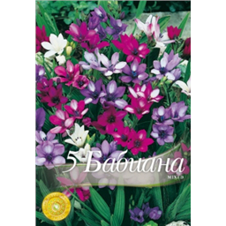 Бабиана Стрикта Смесь