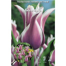 Тюльпан Лилиецветный Баллада