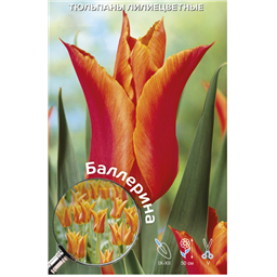 Тюльпан Лилиецветный Баллерина