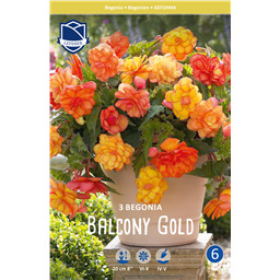 Бегония Балкони Голд