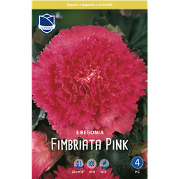 Бегония фимбриата Пинк