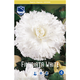 Бегония фимбриата Уайт