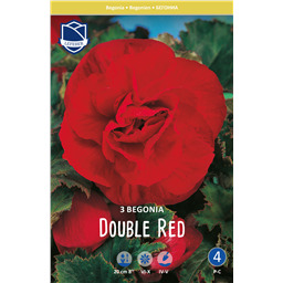 Бегония Махровая Ред