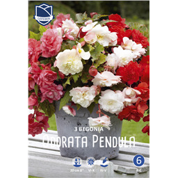 Бегония пендула Одората