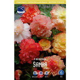Бегония Самба