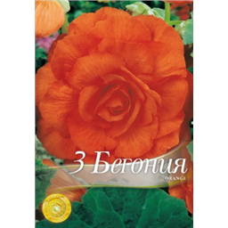 Бегония Дабл Оранж