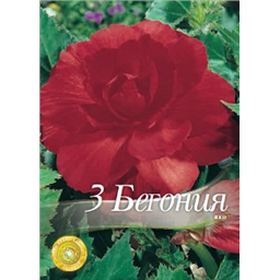 Бегония Дабл Ред