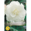 Бегония Дабл Уайт