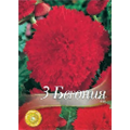 Бегония Фимбриата ред