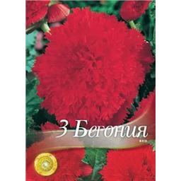 Бегония Фимбриата ред