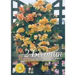 Бегония Иллюминейшн Априкот