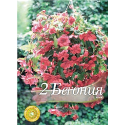 Бегония Иллюминейшн Пинк