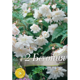 Бегония Иллюминейшн Уайт
