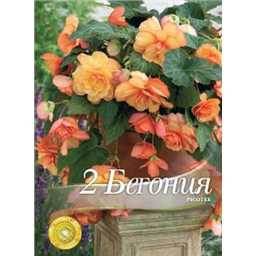 Бегония Каскад Пикоти