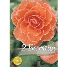 Бегония Лейс Априкот