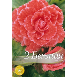 Бегония Лейс Пинк