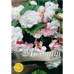 Бегония Одората Пинк-Уайт