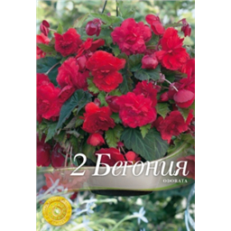 Бегония Одората Роуз Ред
