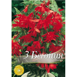 Бегония Пендула Дарк Ред