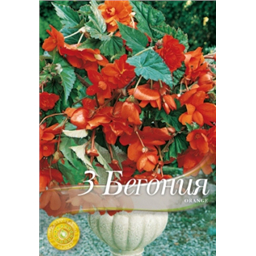 Бегония Пендула Оранж