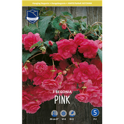 Бегония пендула Пинк