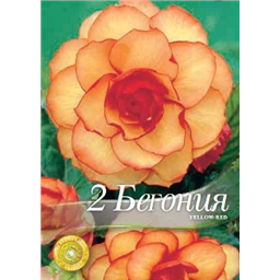 Бегония Пикоти Еллоу-Ред
