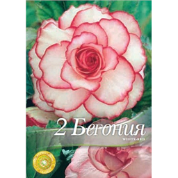 Бегония Пикоти Уайт-Ред