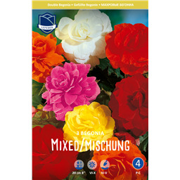 Бегония махровая смесь