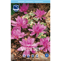 Безвременник Вота Лили