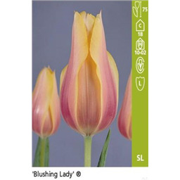 Блашинг Леди