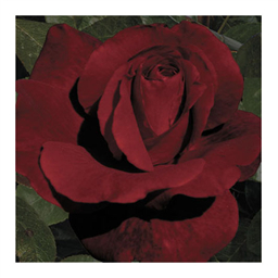 Блэк Бакара