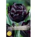 Тюльпан Блэк Неро