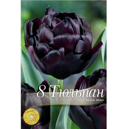 Тюльпан Блэк Неро