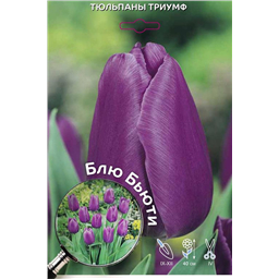 Тюльпан Триумф Блю Бьюти