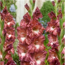 Босса Нова