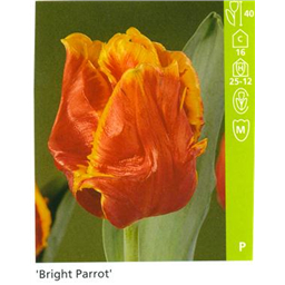 Бриджет Пэррот