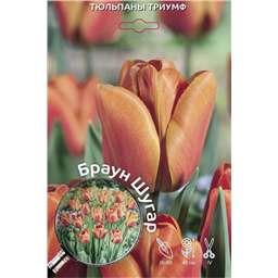 Тюльпан Триумф Браун Шугар