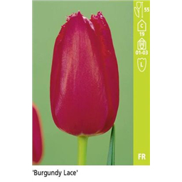 Бургунди Лейс