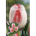 Тюльпан Триумф Бьюти Тренд