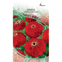 Циния Скарлет Флейм