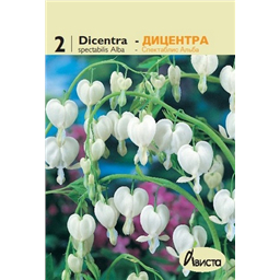 Дицентра спектраблис Альба