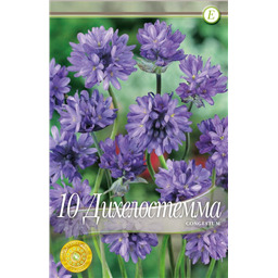 Дихелостемма Конгестум