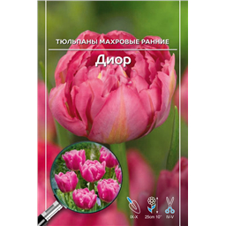 Тюльпан Махровый Ранний Диор