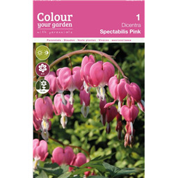 Дицентра Спектаблис Пинк