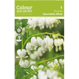 Дицентра Спектаблис Уайт
