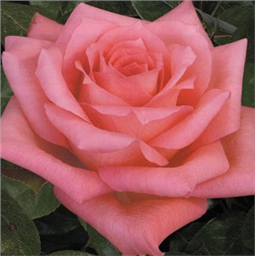 Дольче Вита