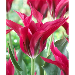 Долз Минюэт