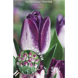 Тюльпан Триумф Джакузи