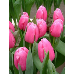 Джамбо Пинк